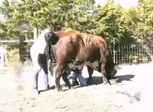 Horny fellow is not afraid to put his dick inside of an animal