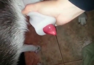 Handsome husky has a great dick that you love to suck