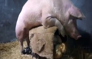 Amazing pig is banging the ass of this slut in a barn