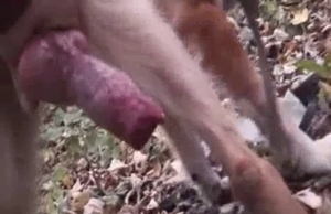 Dog dick has to be sucked good