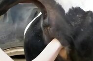 Cow bestiality sex