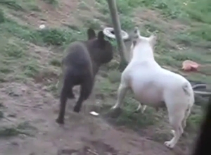 Dogs 69ing and fooling around on the grass