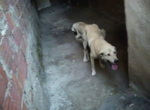 Bestiality sex with a dog that fucks another