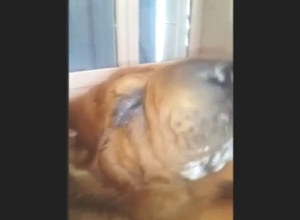 Zoophile porn shows a guy who feeds cum to dog