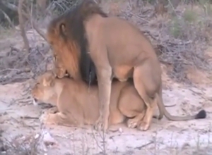Zoophile porn with two lions that fuck around