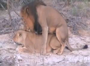 Zoophile porn with two lions that fuck around
