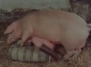 Filthy whore banged by a pig