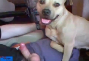 Dog is being stimulated by a sex toy