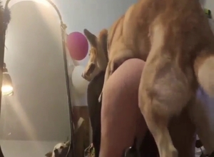Zoo porn shows how dog can claim a real slut