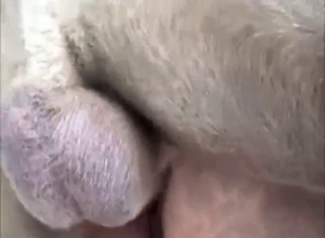 Close-up outdoor love with a dog's hard cock