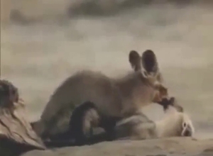 Fox porn compilation with foxes fucking around