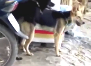 Messy zoo sex with dogs fucking each other