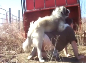 Two dogs get nasty with doggystyle loving