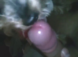 Dog is ready to get off with a zoophile dude