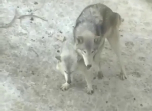 Real fuck with two wolves that get crazy