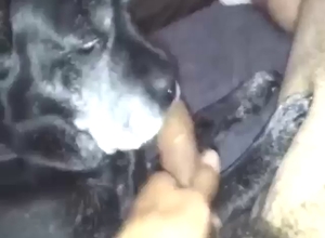Dude is going to let this dog lick his penis