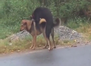 Beastly fuck showing two animals that get crazy